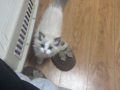 -小猫来了·猫舍(红山六九七九店)