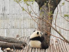 -成都大熊猫繁育研究基地