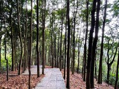 -阳台山森林公园