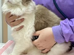 -瑞派康怡24h宠物医院·犬猫医疗中心·微创绝育(瑞景分院)