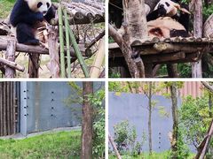 -成都大熊猫繁育研究基地