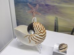 -贝壳王国博物馆