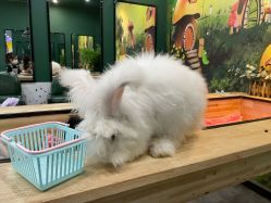 -神奇动物撸宠馆·羊驼·小浣熊·异宠(豫园店)