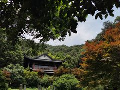 -龙井村