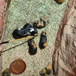 -Zoolung Zoolung动物主题公园(海信广场店)