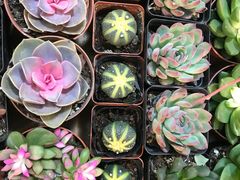 -双季花艺园艺市场(浦东店)
