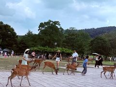 -奈良公园