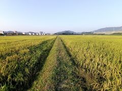 -光明小镇欢乐田园