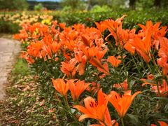 -上海鲜花港