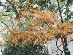 -秋霞圃