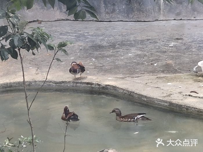 成都动物园图片