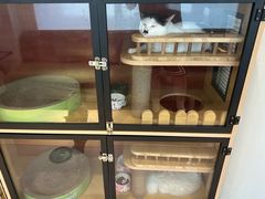 -御宝贝·A梦猫科宠物医院(国际猫友好医院)