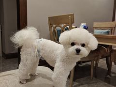 -德元·美联众合24小时动物医院(总院)