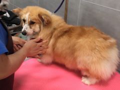 -宠福鑫康馨动物医院·骨科·眼科