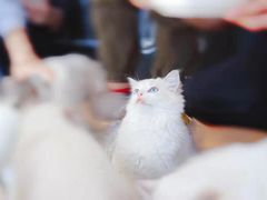 -瞄一喵猫咖(格力海岸店)