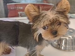 -翊宠yipet猫狗购宠庄园犬舍•猫舍