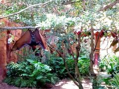 -奥兰多迪士尼动物王国乐园