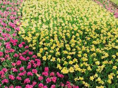 -上海鲜花港