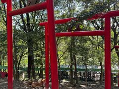 -宫城藏王狐狸村