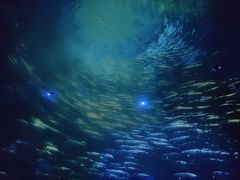 -烟台海昌鲸鲨海洋公园