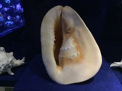 -大连圣亚海洋世界