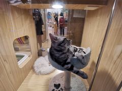 -屋虎猫馆(宝安大仟里店)