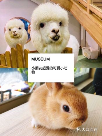 上海超级热门的人气宠物儿童乐园