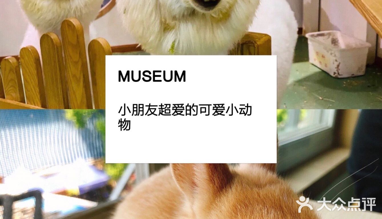 上海超级热门的人气宠物儿童乐园🎠