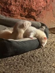 -酷嗒动物文化乐园(cutezoo西溪乐天城店)