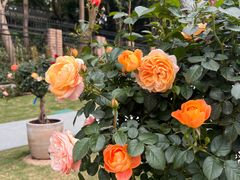 -人民公园(罗湖区)