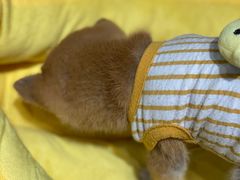 -逗柴咖啡屋·狗咖猫咖宠物桌游