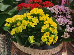 -花鸟鱼虫鲜花绿植市场(玉泉路店)