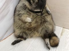 -浣熊柯尔鸭土拨鼠·电玩咖