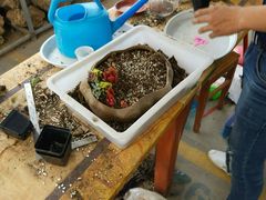 -龙大花卉苗木市场