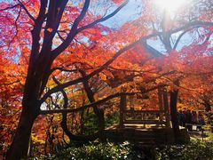 -常寂光寺