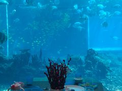 -海棠湾洲际-涛·海底餐厅·美人鱼·自助餐·海底隧道