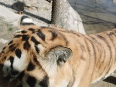 -栾川竹海野生动物园