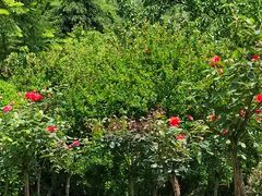 -铁山坪森林公园