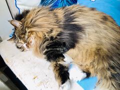 -Anne猫窝咖啡屋