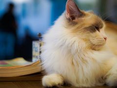 -共舞时光猫咖·狗咖(新街口店)