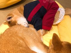 -逗柴咖啡屋·狗咖猫咖宠物桌游