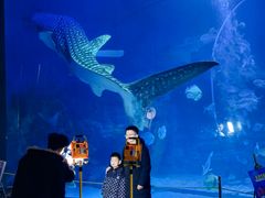 -烟台海昌鲸鲨海洋公园