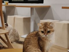 -有喵·猫咖·狗咖·40+猫狗有小奶狗(岗厦店)