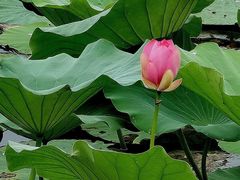 -洪湖生态旅游区