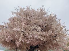 -四川省成都市彭州市白鹿镇