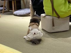 -逗柴咖啡屋·狗咖猫咖宠物桌游