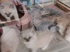 -糯米喵星人总部直营旗舰店·猫舍·幼猫出售