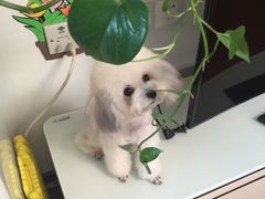 -瑞派·关忠动物医院·猫专科·犬专科(三环新城店)