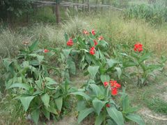 -自然风素食自助餐厅(黄河北路店)