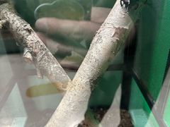 -上海大自然野生昆虫馆(东方明珠·爬宠昆虫探索中心)